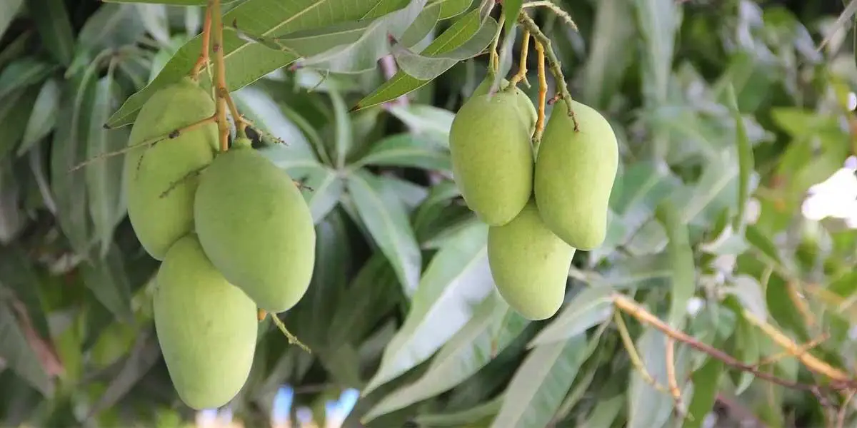 কাঁচা আম খাওয়ার ১০টি উপকারিতা
